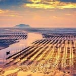 Avatar of Asif Javed